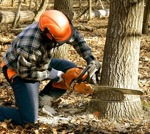 Tree Removal in Bridgeport, OH